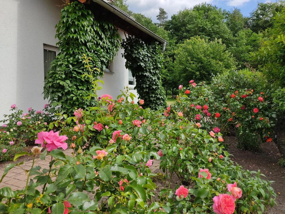 Grosszuegige Ferienwohnung Am Waldesrand Im Seenland Lauta Экстерьер фото